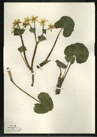 Caltha palustris image