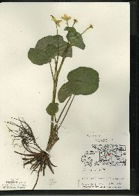 Caltha palustris image