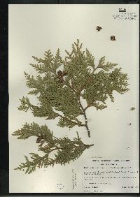 Thuja occidentalis image