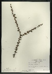 Larix laricina image