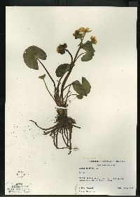 Caltha palustris image