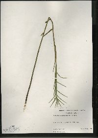 Dulichium arundinaceum var. arundinaceum image