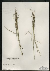 Juncus brevicaudatus image