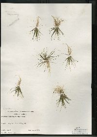 Eriocaulon aquaticum image