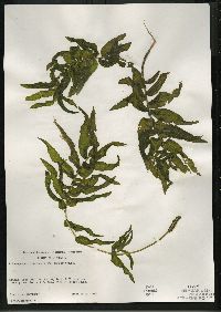 Potamogeton richardsonii image