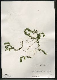 Elodea canadensis image