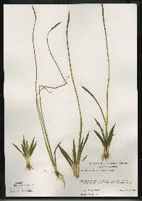 Sagittaria cristata image