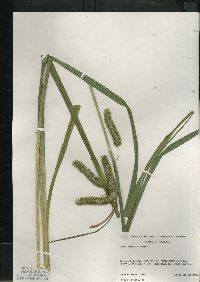 Carex comosa image