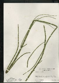 Equisetum fluviatile image