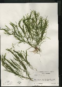 Potamogeton foliosus subsp. foliosus image