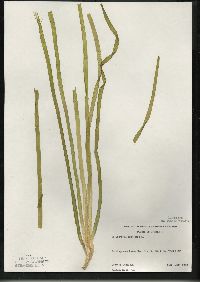 Vallisneria americana image