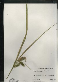 Carex comosa image