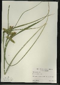 Carex pseudocyperus image