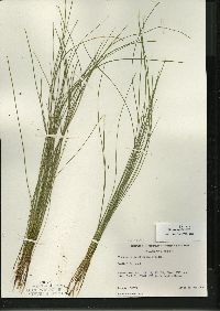 Eleocharis erythropoda image