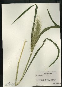 Echinochloa walteri image