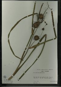 Sparganium eurycarpum image