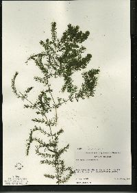 Ceratophyllum demersum image