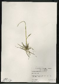 Eriocaulon aquaticum image