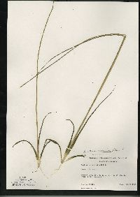 Sagittaria graminea subsp. graminea image