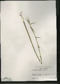 Dulichium arundinaceum var. arundinaceum image