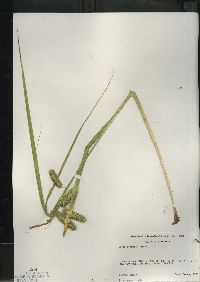 Carex comosa image