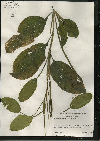 Potamogeton amplifolius image