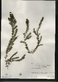 Ceratophyllum demersum image