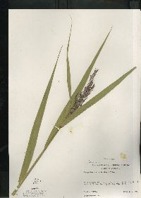 Phragmites australis image