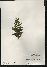 Potamogeton richardsonii image