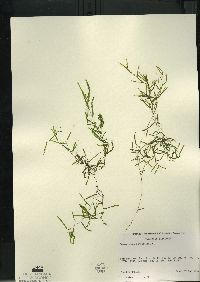 Potamogeton berchtoldii image