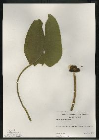 Nuphar variegata image