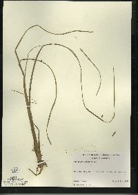 Sparganium angustifolium image