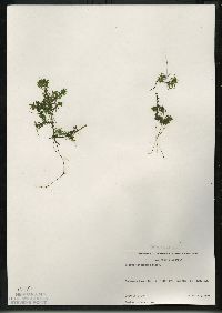 Elodea canadensis image