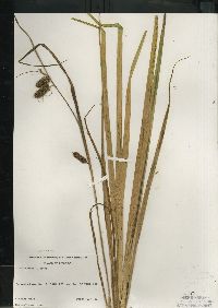 Carex comosa image