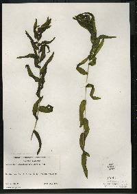 Potamogeton richardsonii image