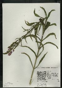 Physostegia virginiana image