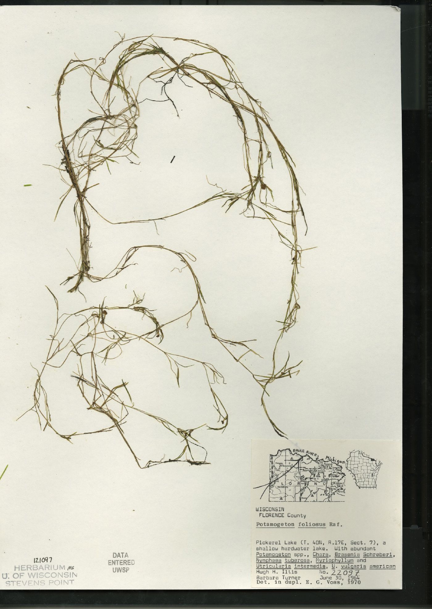 Potamogeton foliosus subsp. foliosus image