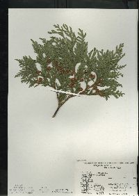 Thuja occidentalis image