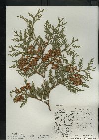 Thuja occidentalis image