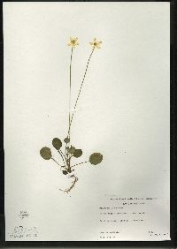 Parnassia glauca image