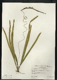 Vallisneria americana image