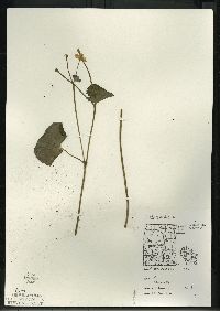 Caltha palustris image