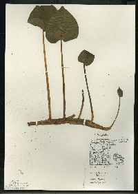 Caltha palustris image