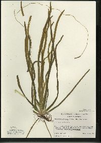 Vallisneria americana image