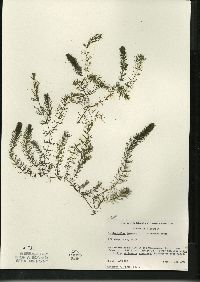 Ceratophyllum demersum image