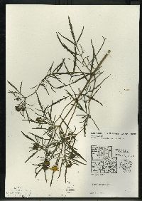 Bidens trichosperma image