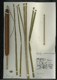 Typha angustifolia image