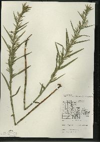 Dulichium arundinaceum var. arundinaceum image