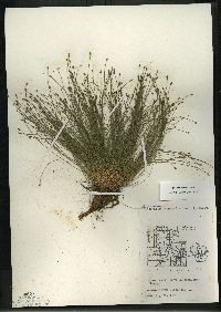 Eleocharis intermedia image