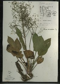 Alisma subcordatum image